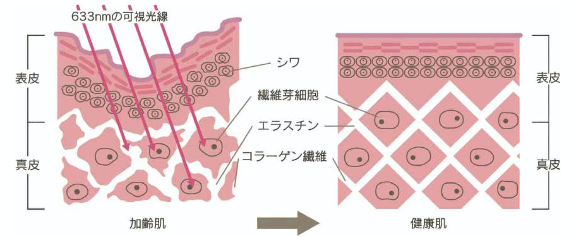 コラーゲンイメージ